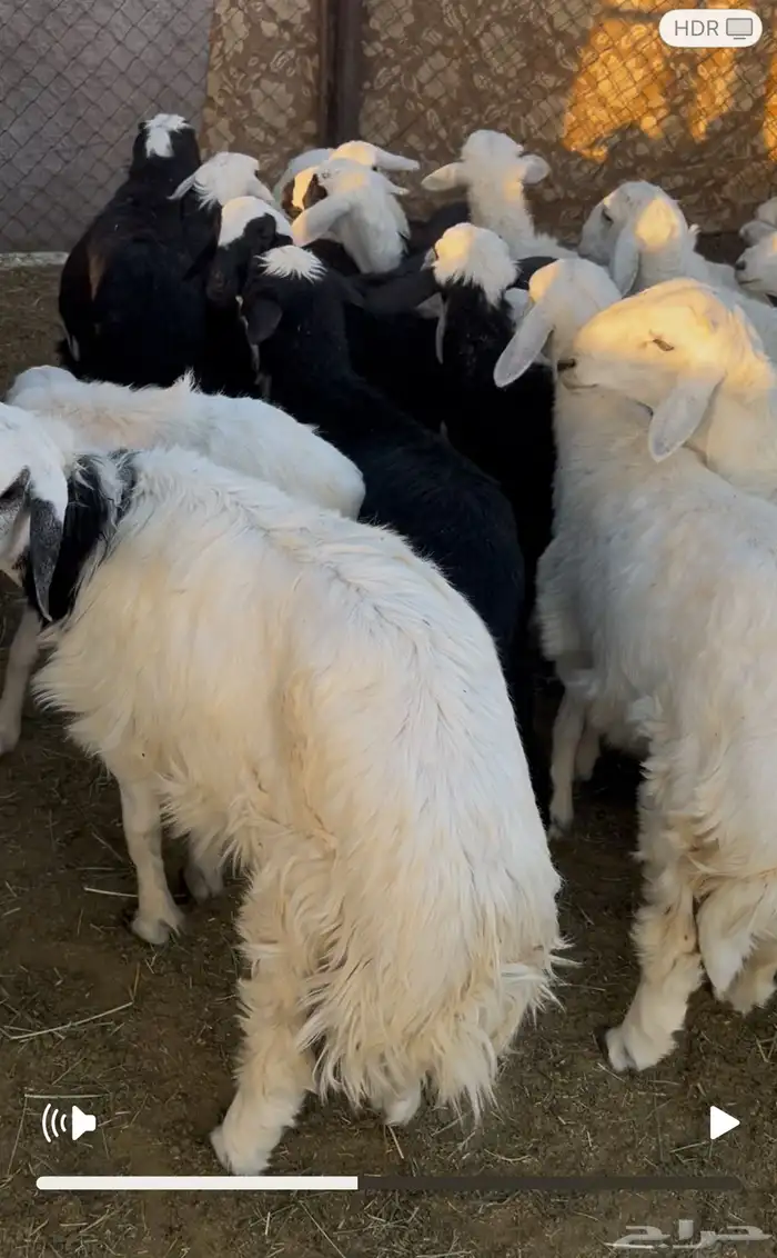 ذبايح الموقع شروره 0