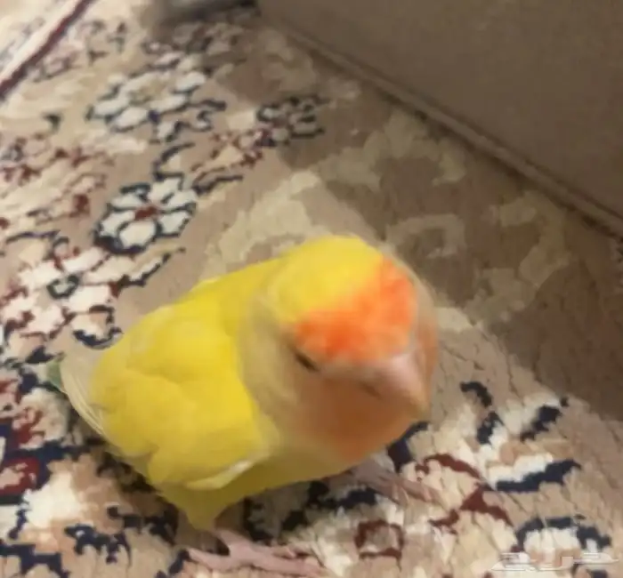 روز عمر تقريبا3 اشهر اليف تناديه يجيك مايعض الى اذا اذيته 1