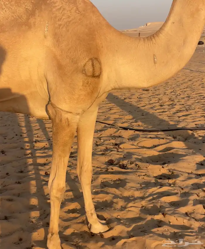 هجن لقحه ماكول بكوي راكض من هجن ابن ثاني ثنو 2