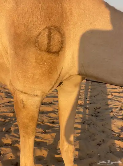 هجن لقحه ماكول بكوي راكض من هجن ابن ثاني ثنو index