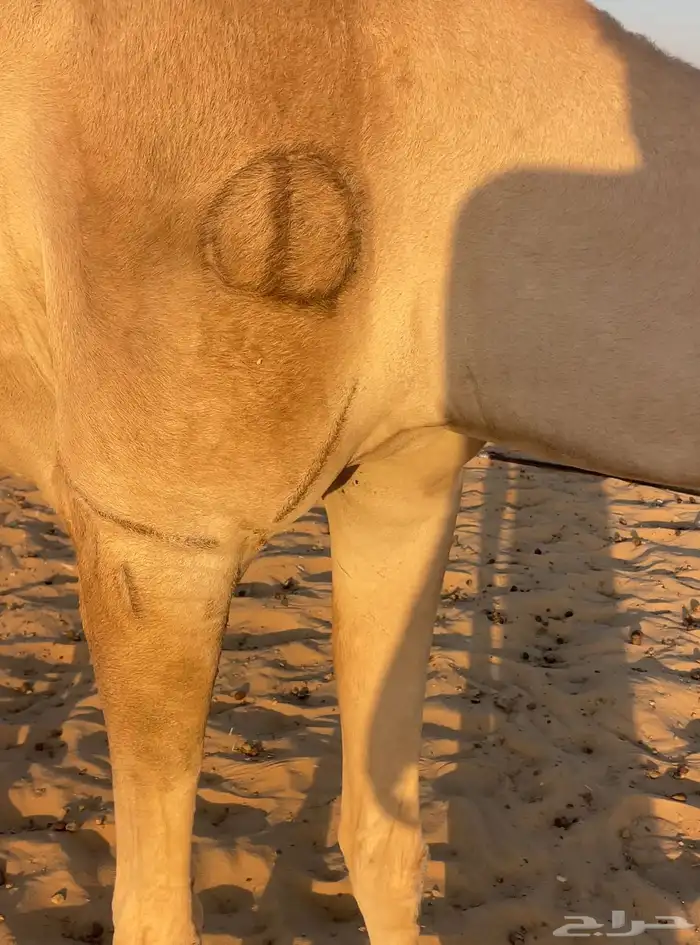 هجن لقحه ماكول بكوي راكض من هجن ابن ثاني ثنو 3