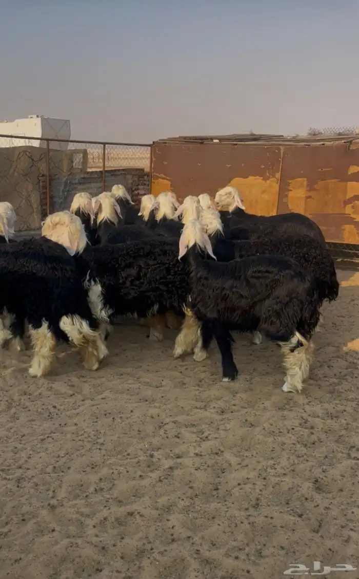 رخال نجد نجدي النجد نجديه 0