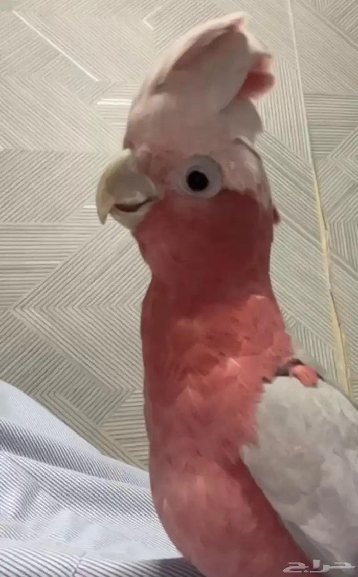 كوكاتو قالا أليف حمامه 1