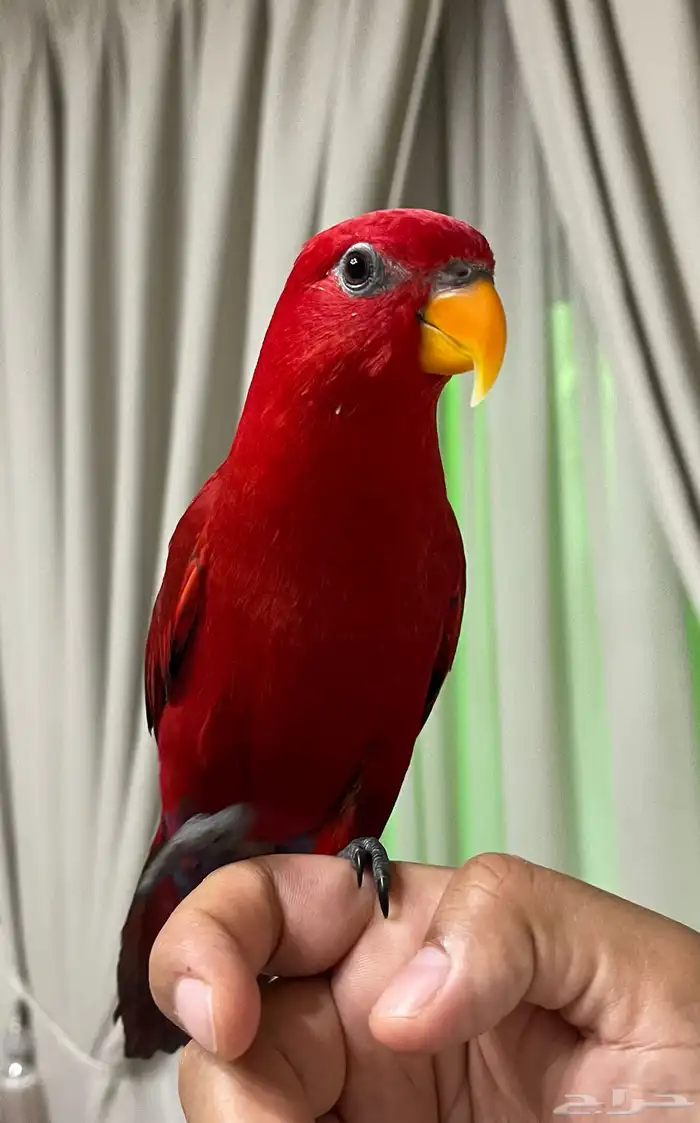 للبيع رد لوري أليف حمامة بالقفص 0