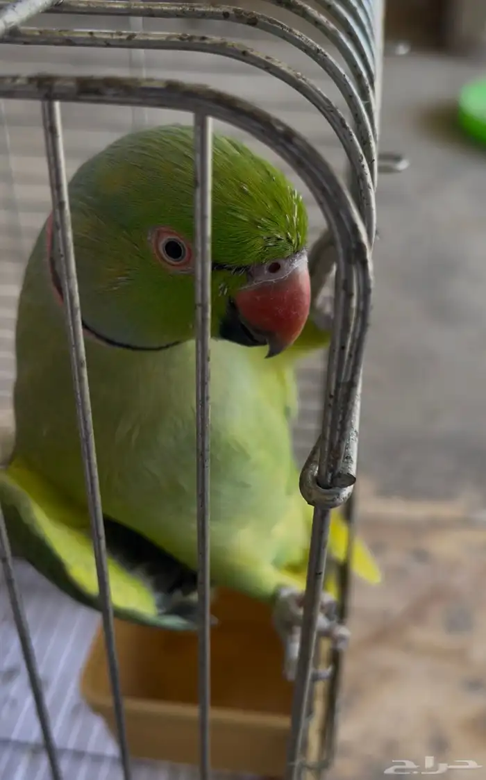 للبيع ذكر درة متكلم غير أليف بالقفص 0