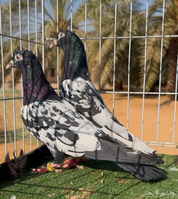 جوز حمام باكستاني رامبوري مستوى تب بانتاجه 1