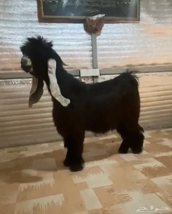 تيس عارضي. معرف تعريف قوي شرط قريع 0