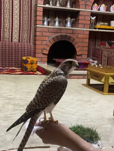 شبوط او باشق للبيع index