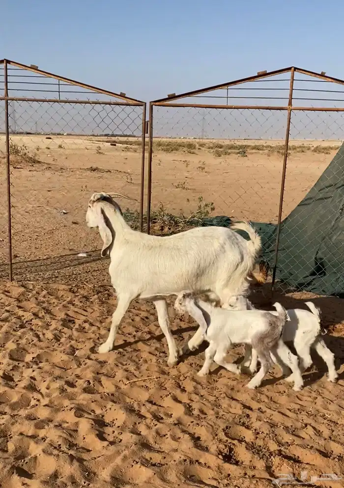 معزاء 3 تحتها 6 0