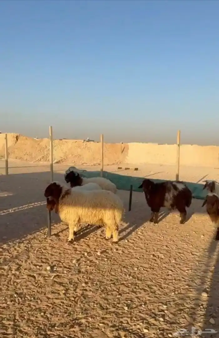 يوجد جذعان نعيمي طيبه بلدي واوزان طيبه تصلح لجميع المناسبات 0