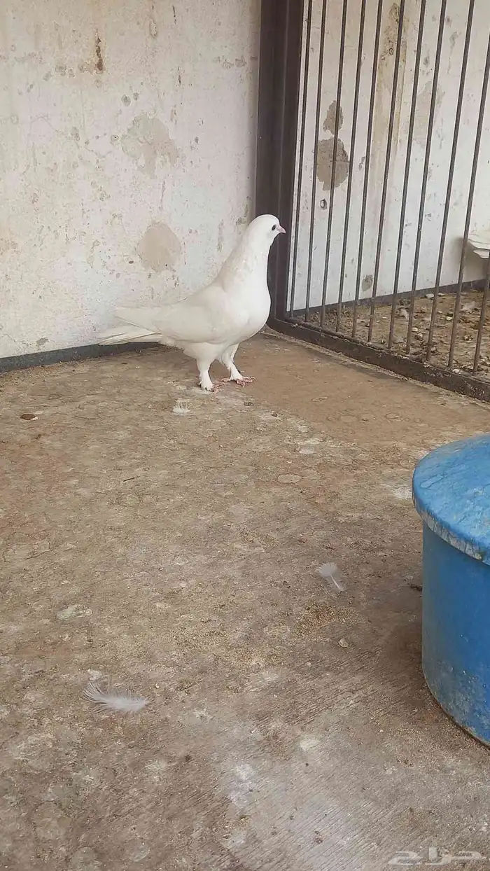 انثه عراقيه عجم 1