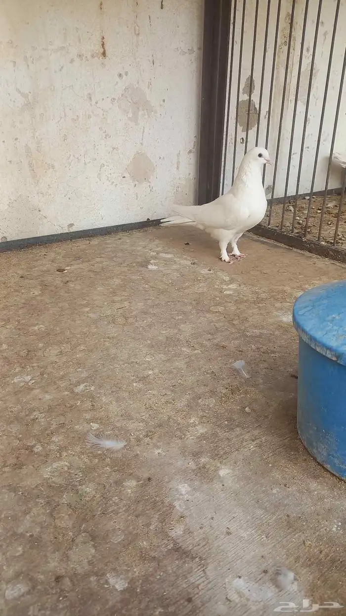 انثه عراقيه عجم 4