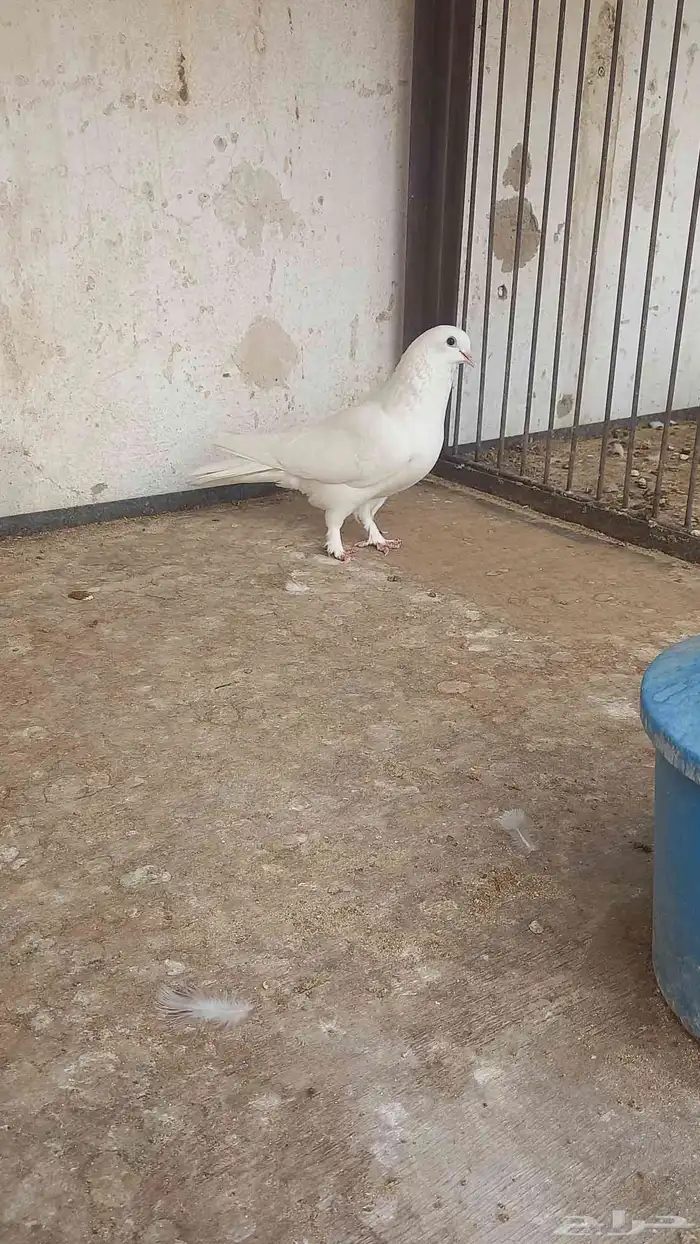 انثه عراقيه عجم 0