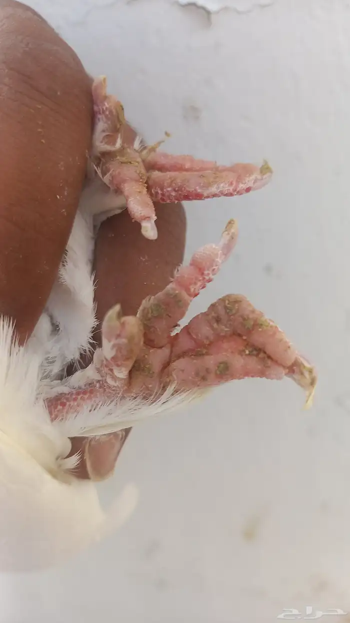 انثه عراقيه عجم 2