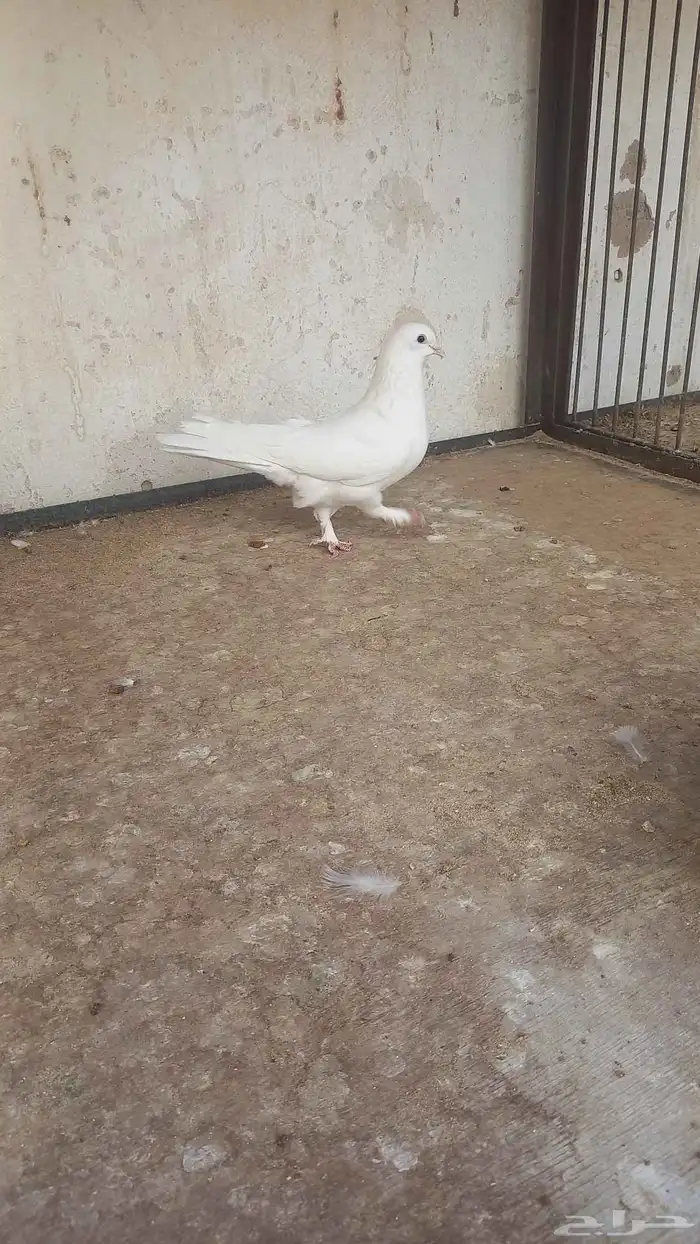 انثه عراقيه عجم 3