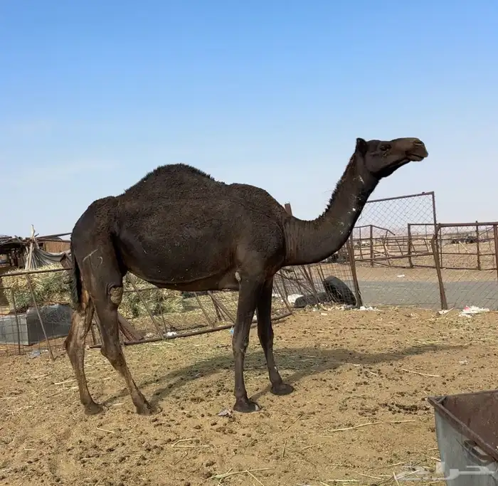 ضروبه ملحاء طيبه 0