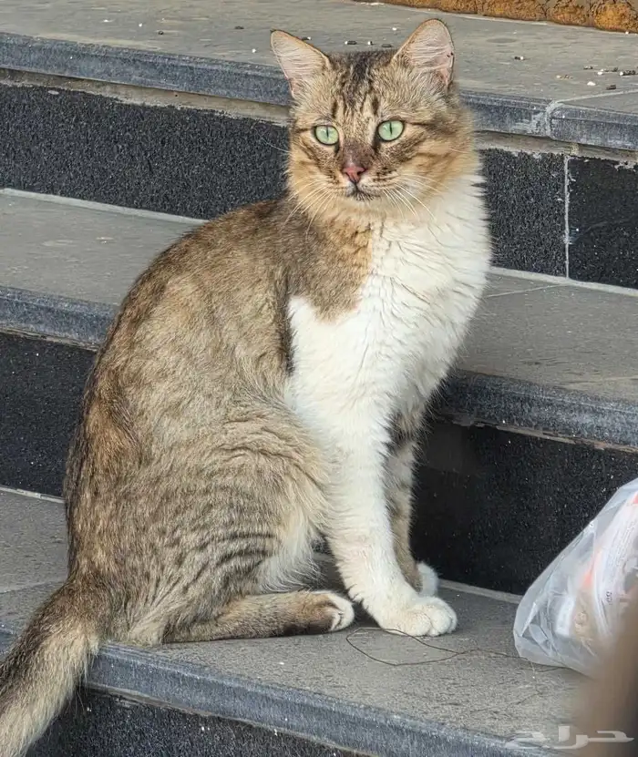 للتبني مع كل اغراضها 0