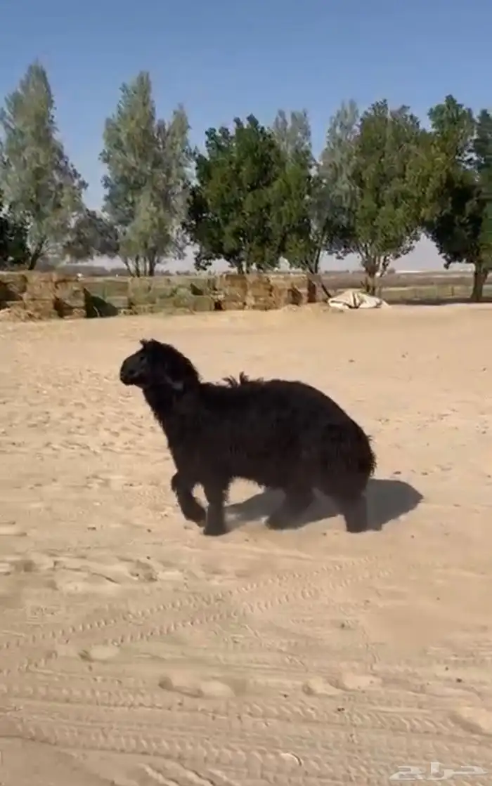 خروف عربي مشروع فحل 0
