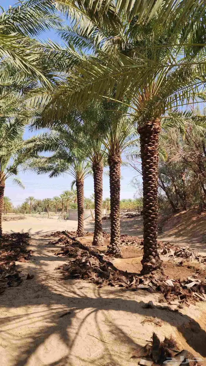 نخل للبيع 7