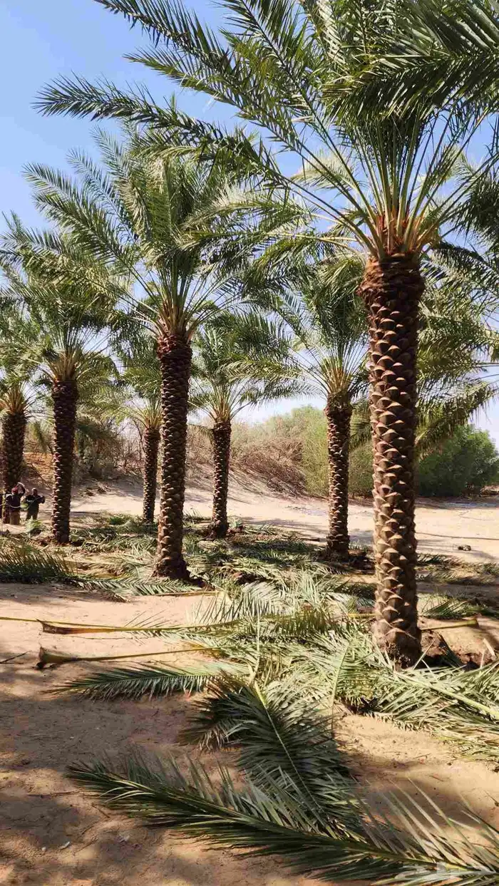 نخل للبيع 3
