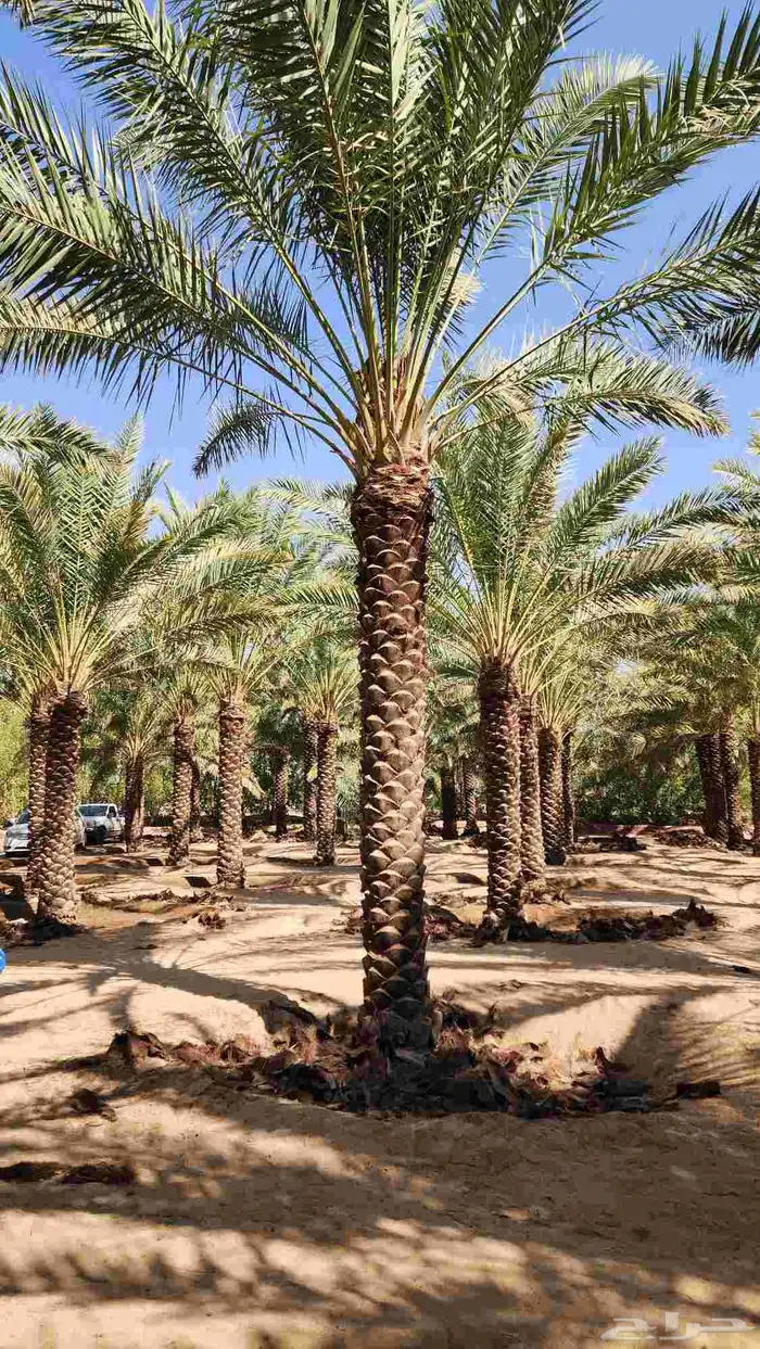 نخل للبيع 9