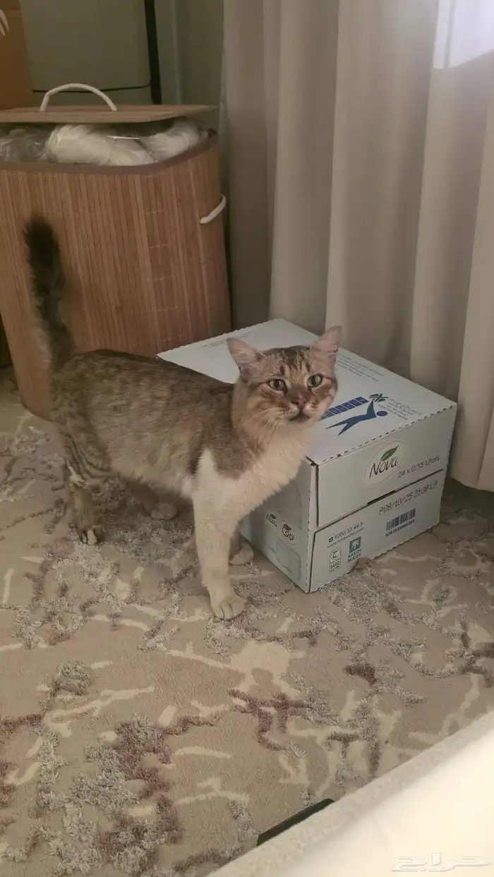 للتبني مع كل اغراضها 1