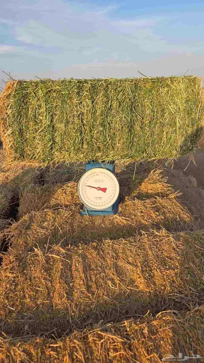 برسيم صافي مخزن 7