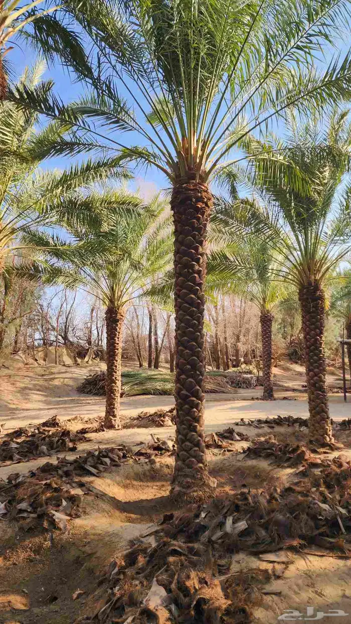 نخل للبيع 2