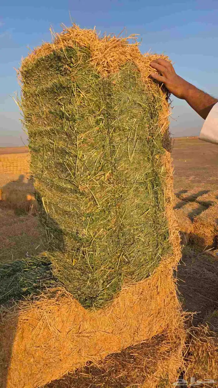 برسيم صافي مخزن 3