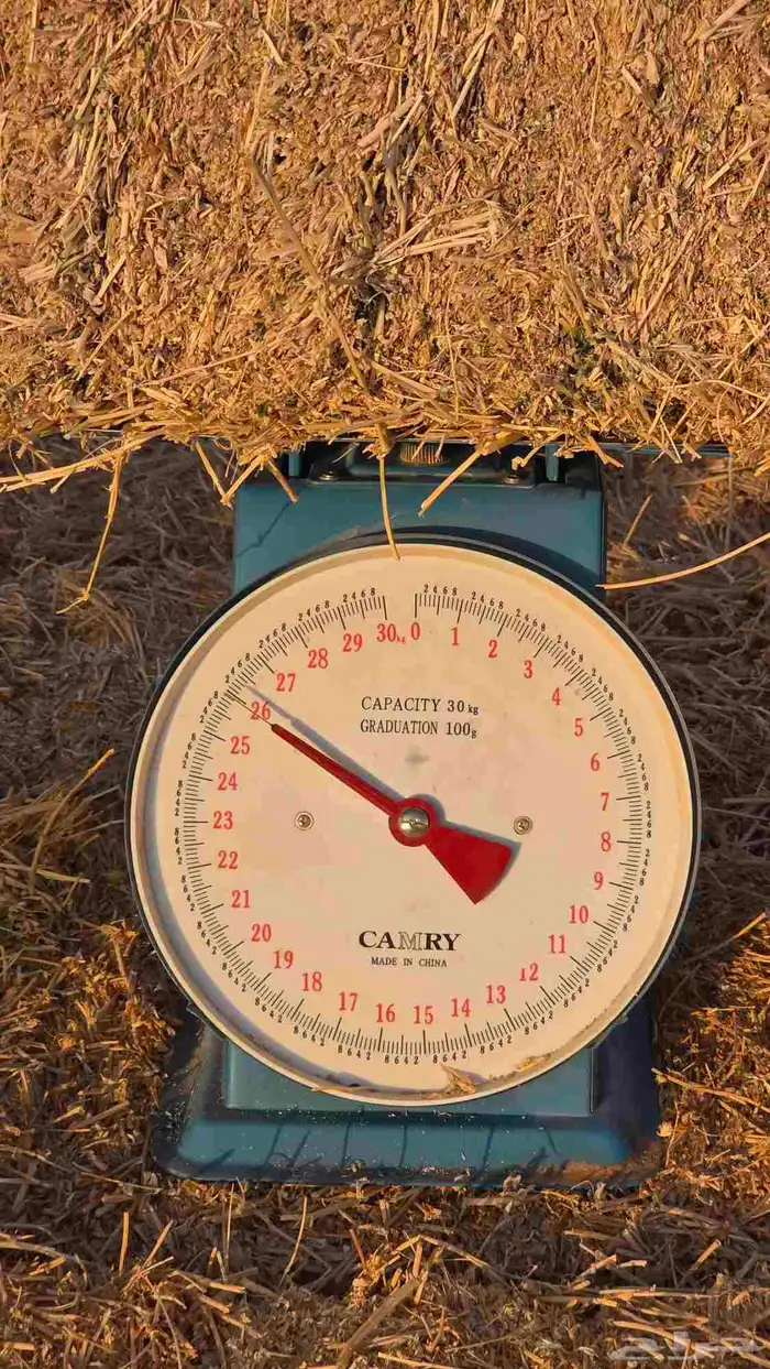 برسيم صافي مخزن 5