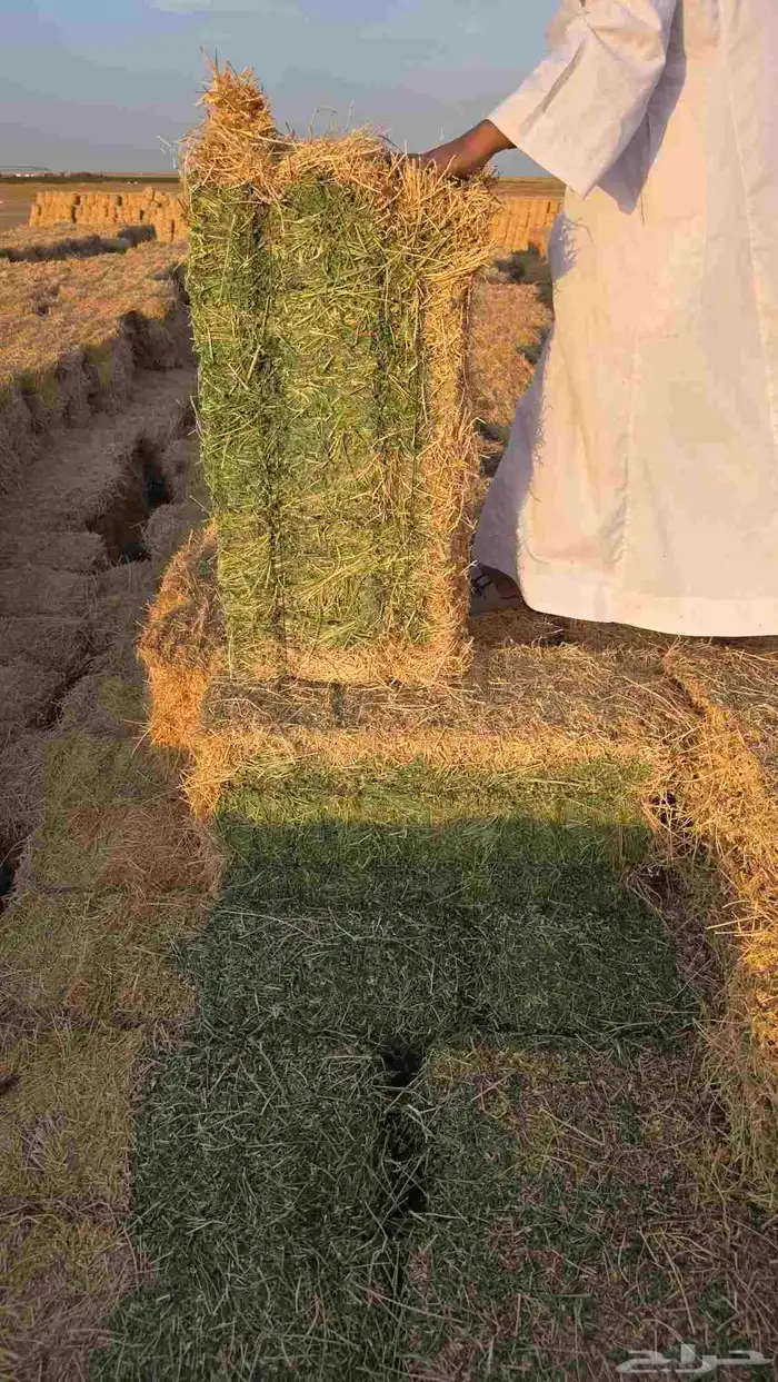 برسيم صافي مخزن 0