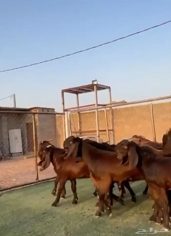 جفار مشاريك قبرصي شامي 0