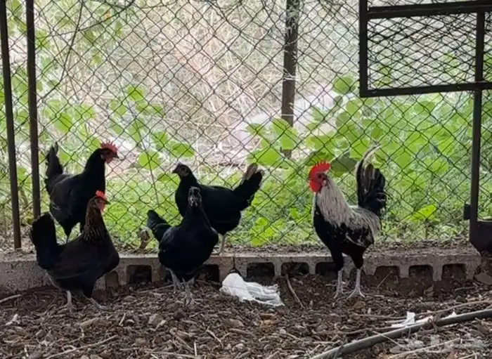 دجاج بياض للبيع 1