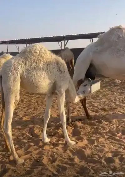 للبيع العمر 8 اشهر index