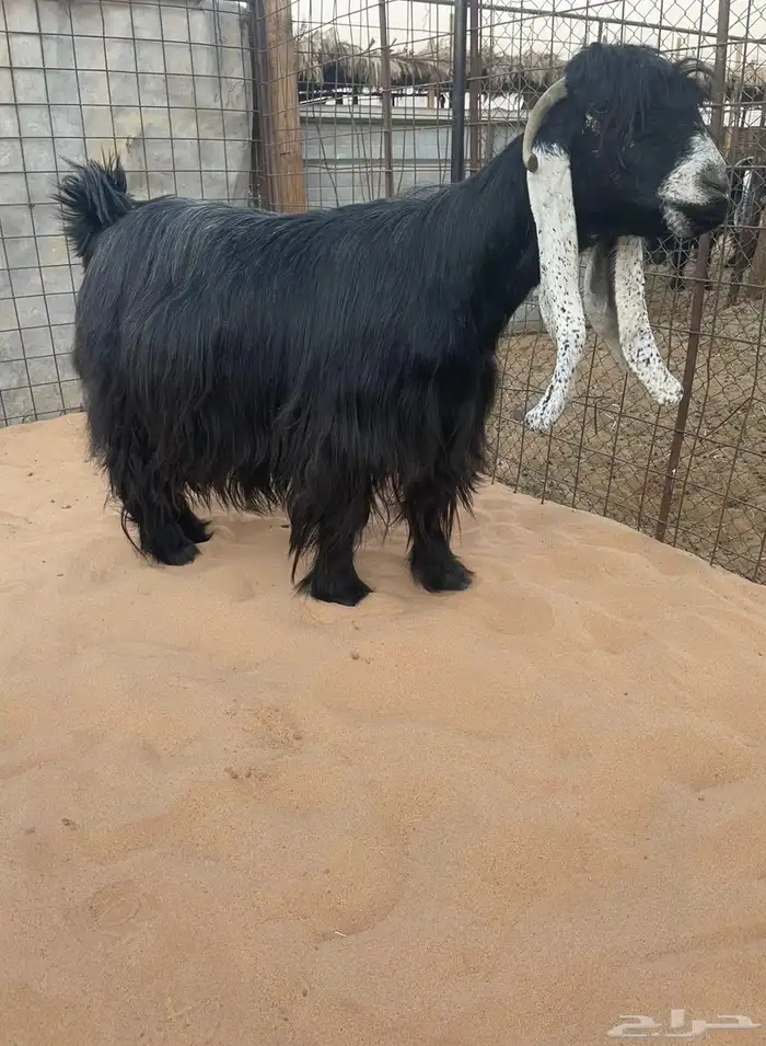 للبيع معزا عوارض صنف الصنف 0