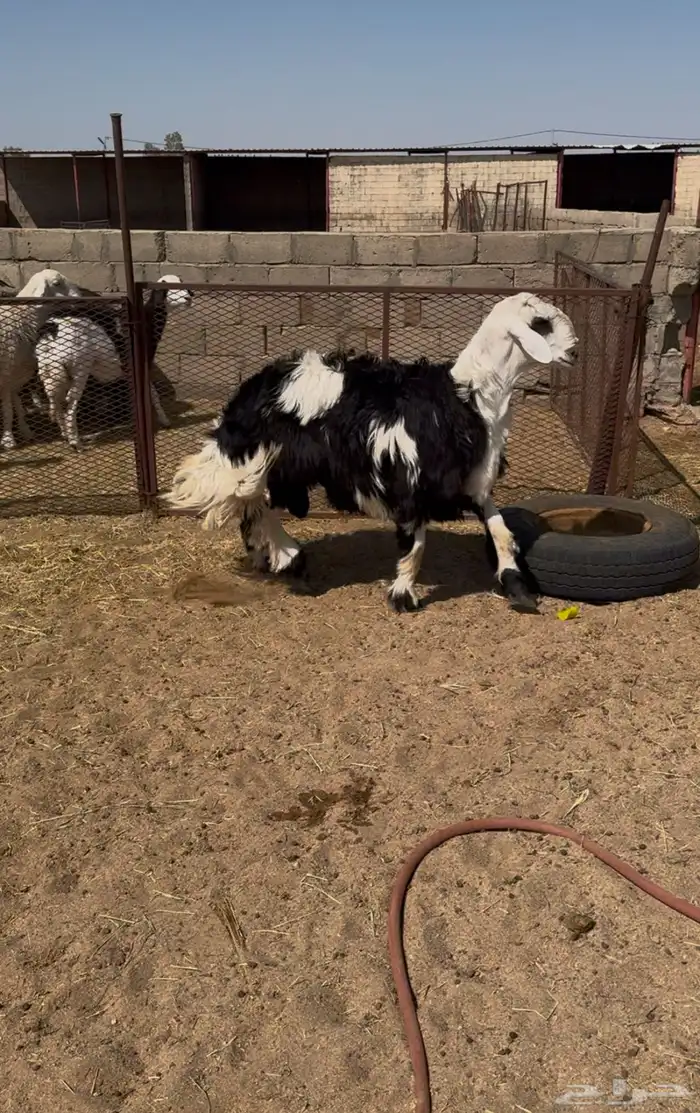 نجدي جذع مشروع فحل 0