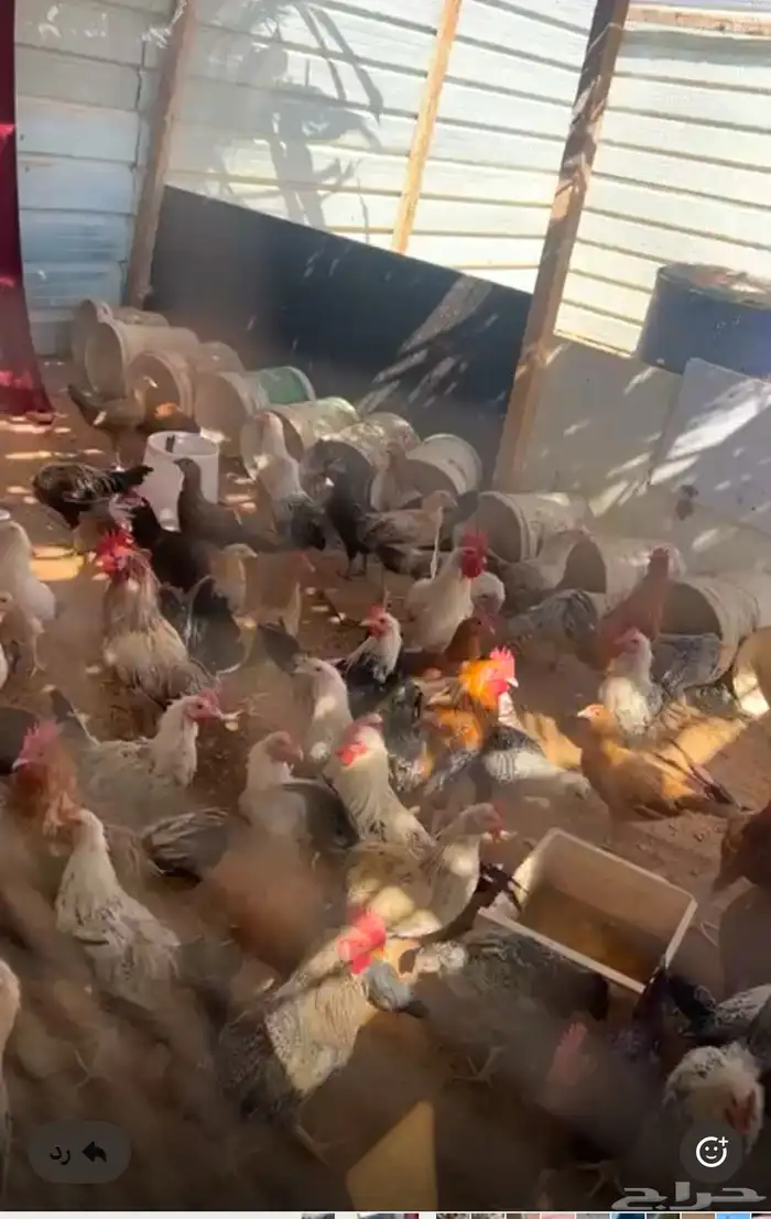 دجاج وديوك للبيع بلدي وفيومي 3