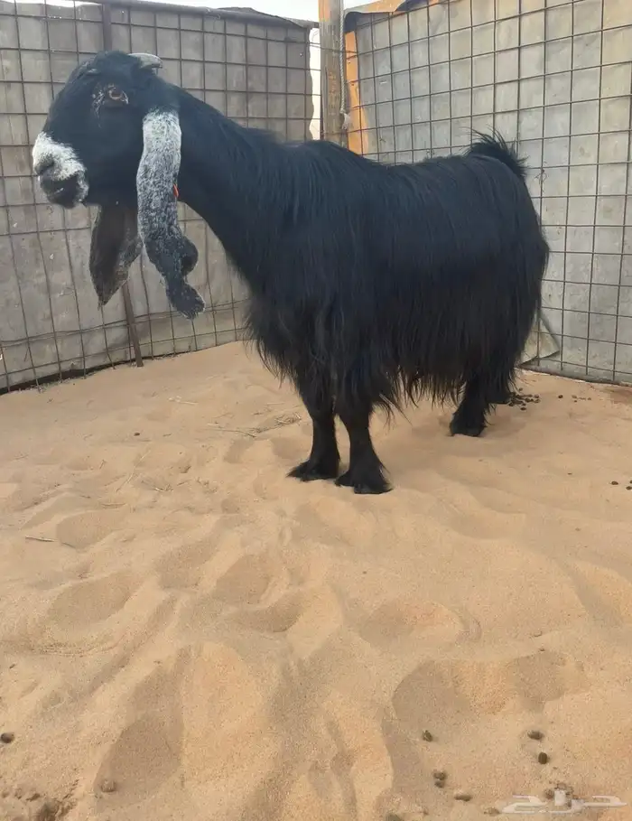 للبيع معزا عوارض صنف الصنف 3