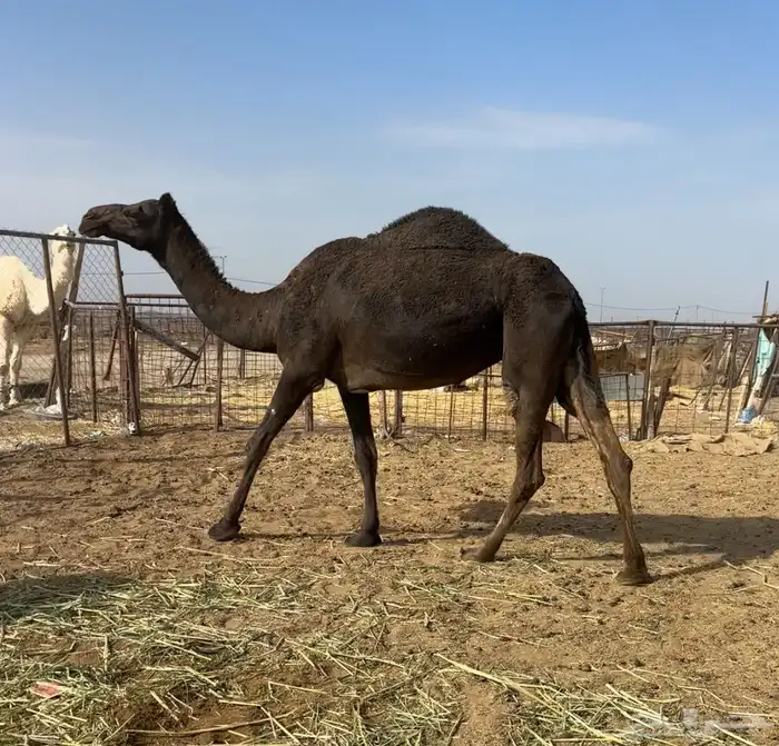 ضروبه ملحاء طيبه 2