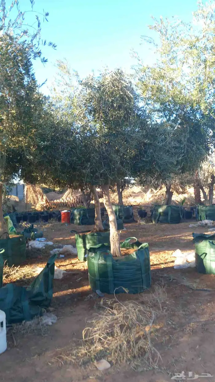 ابو ناجي لزراعه وتوريد أشجار النخيل والزيتون 12