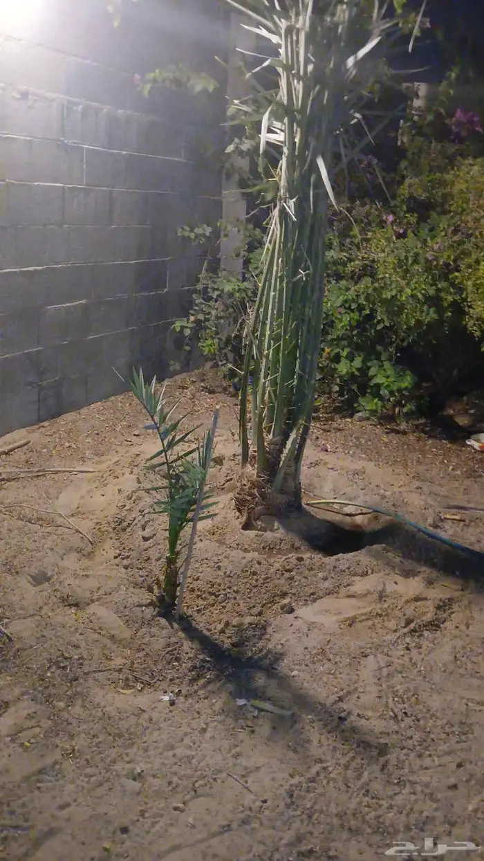 مشاءالله تبارك الله نخل وصل اليوم 5