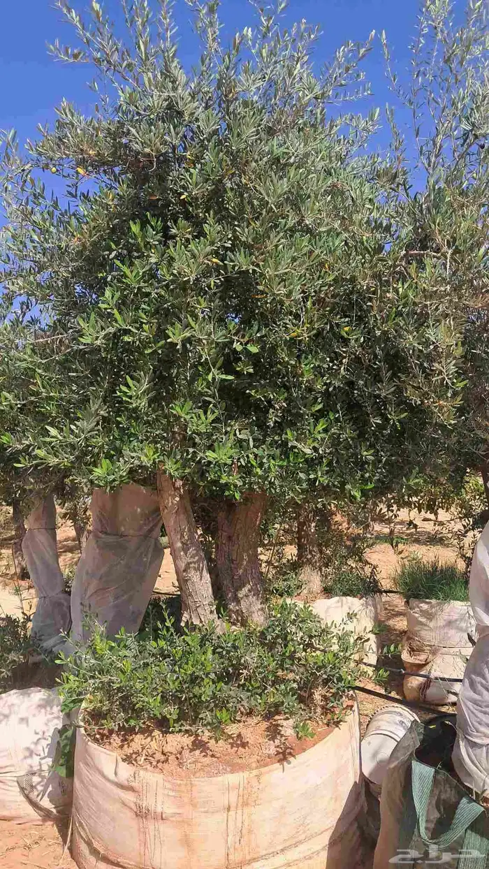 شجر زيتون معمر وفايكس ميكروكاربا بونساي 9