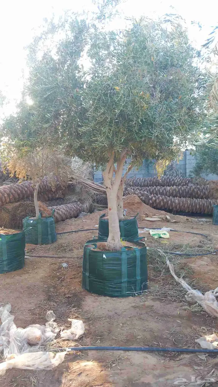 ابو ناجي لزراعه وتوريد أشجار النخيل والزيتون 11