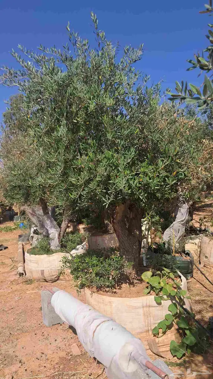 شجر زيتون معمر وفايكس ميكروكاربا بونساي 8