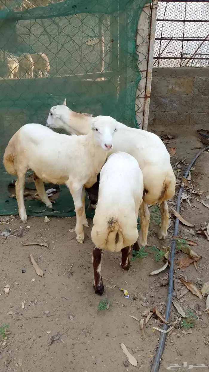 خرفان بلدي للبيع 0