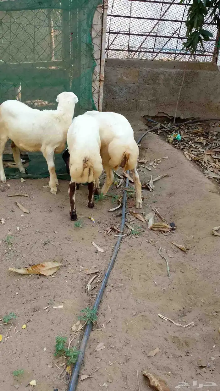 خرفان بلدي للبيع 1