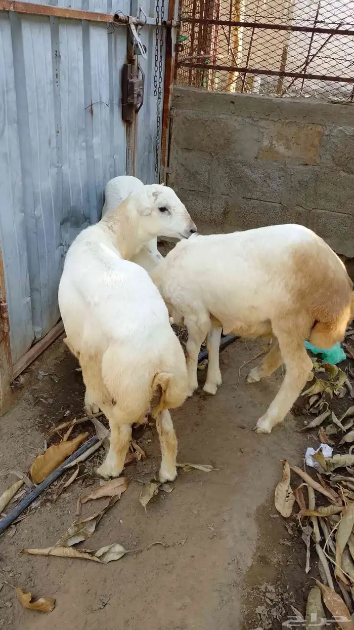 خرفان بلدي للبيع 3