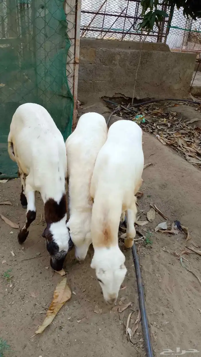 خرفان بلدي للبيع 2