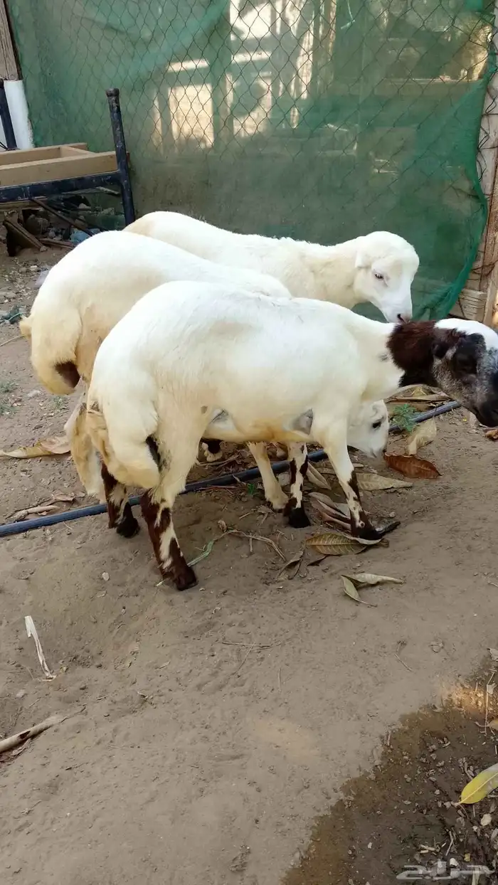 خرفان بلدي للبيع 4