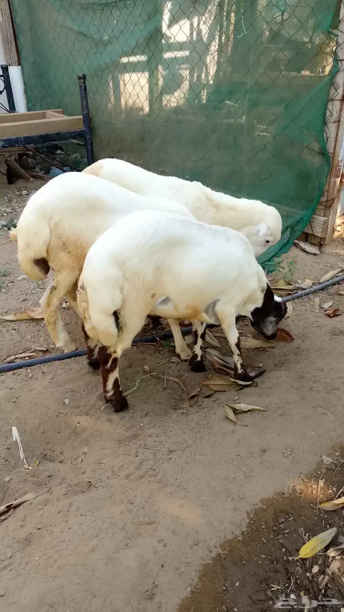 خرفان بلدي للبيع 5